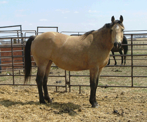 Cookes Maiden