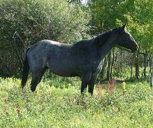 Intimileos Lady