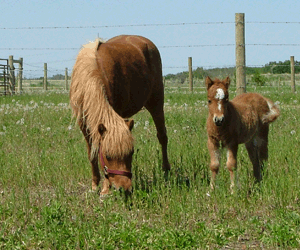 Flicka